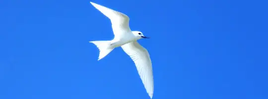 Le motu aux oiseaux de Tikehau